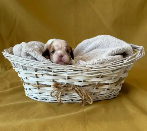 Cavalier King Charles Spaniel  Chiot N°2 De Castelbur d0546 photo 2