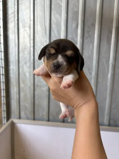 Beagle  Chiot N°1 De L’Echo Montois