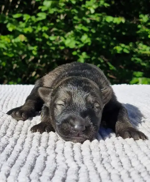 Berger Allemand  Chiot 6 Des Trésors Du Maquis