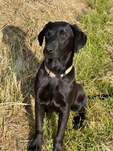 Labrador Retriever  Austin Monkslea