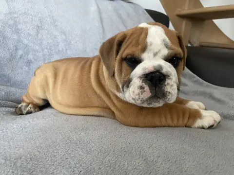 Bulldog Anglais  Boris Du Royaume De Goban photo 3