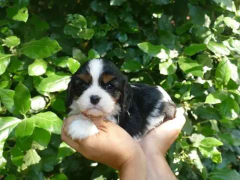 Cavalier King Charles Spaniel  Femelle Trico Collier  aad8f