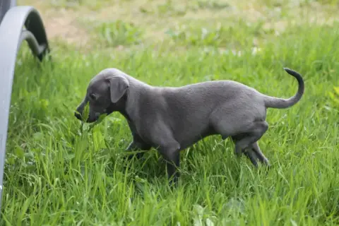Whippet photo 3