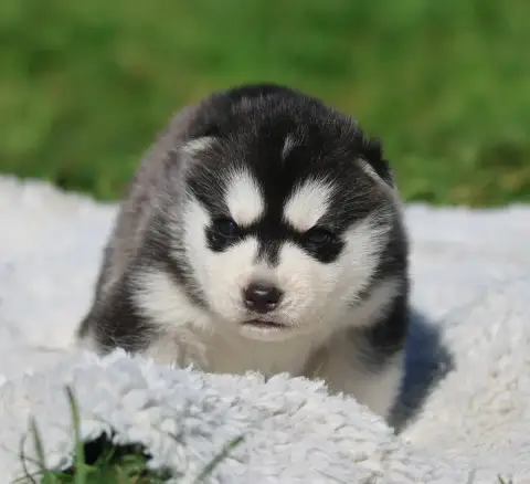 Siberian Husky  Black Penni De Daybreak Northern photo 2