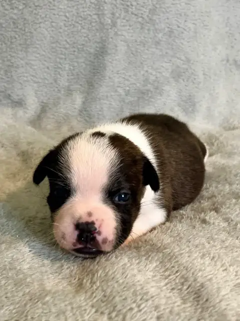 Staffordshire Bull Terrier  Bringée Et Blanc Patasneg bc9f4 photo 3