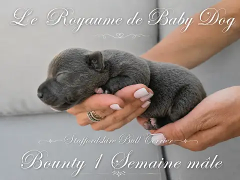 Staffordshire Bull Terrier  Bounty Du Royaume De Baby 4640f