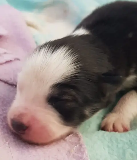 Chien Finnois De Laponie  Chiot 2 Domaine De Merlou fdef4