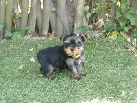 Yorkshire Terrier