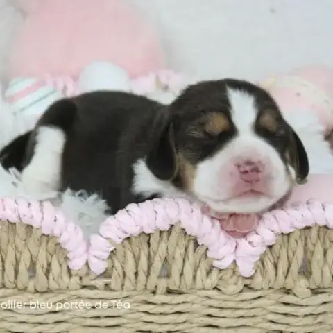 Chiot Beagle Lof