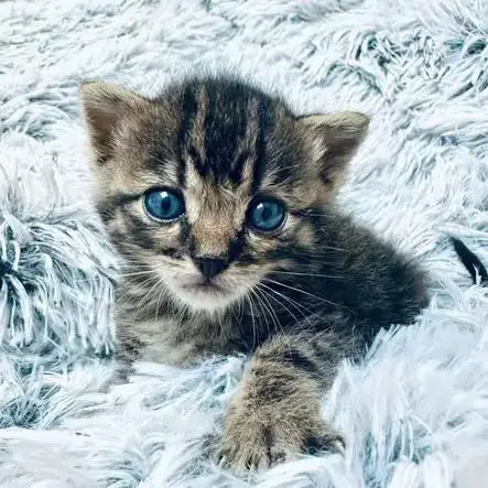 Chat Izac À La Réservation