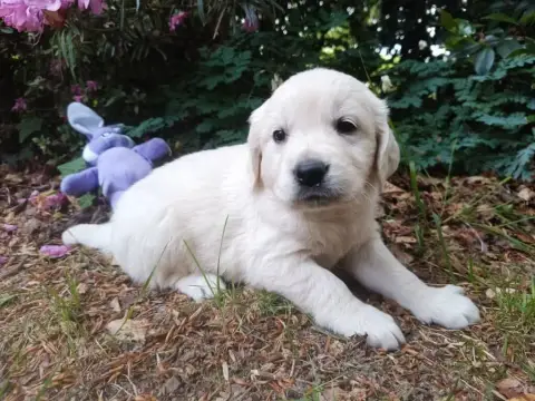 Golden Retriever