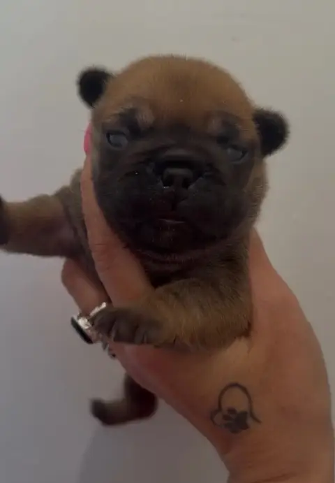 Bouledogue Français  Baloo Du Bois D'Athée