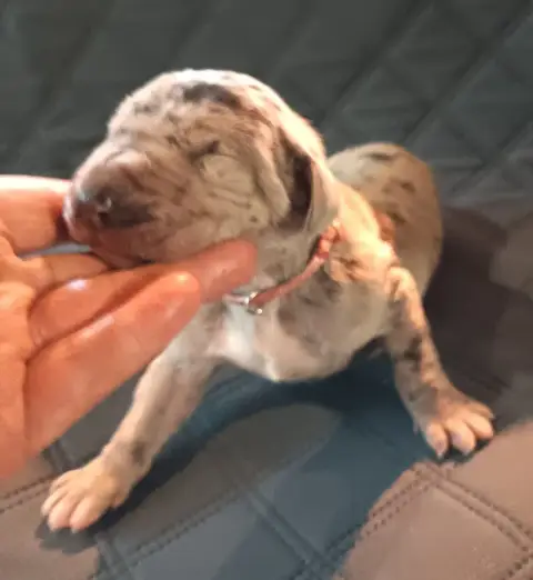 Dogue Allemand  Chiot N°5 Des Terres Du Grazo