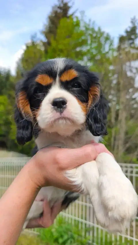 Cavalier King Charles Spaniel  Briska Des Pattes D'Ar 7a4ad photo 2