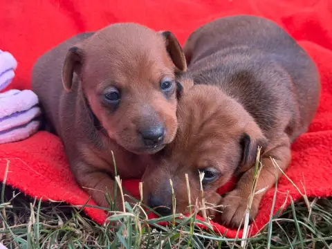 Pinscher Nain  Chiot N°1 Du Moulin De Madjurie