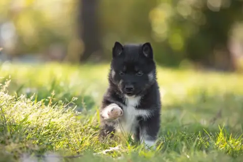 Siberian Husky  Be Dazzled Of Umok'S Dreams photo 3