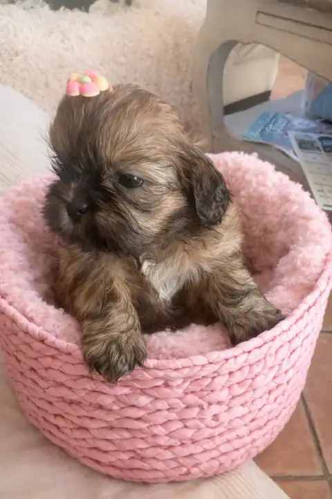 Shih Tzu