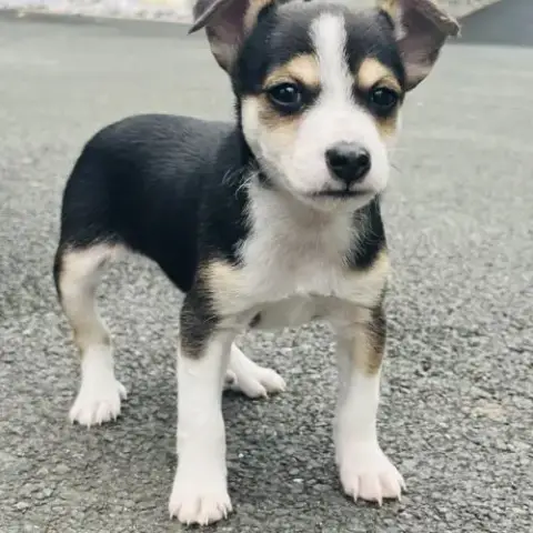 Superbe Chiot Ratier Type Ratier De Prague