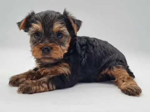 Yorkshire Terrier  Balto Du Mont De La Chenaie photo 3