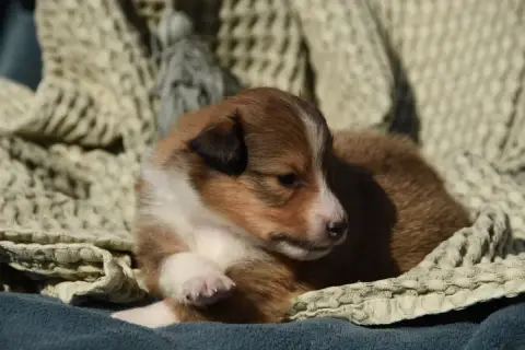 Shetland Sheepdog  Chiot N°4 Des Collines De Sagne photo 2