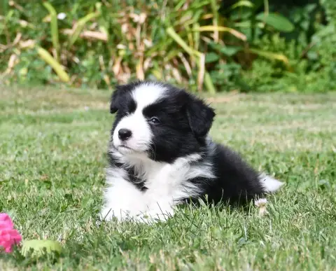 Border Collie 
                        Chiot N°1 Of P 0bc1d photo 2
