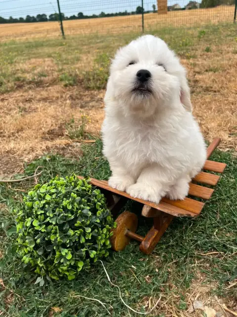 Coton De Tulear 
                        Bryce De Jer 8055f photo 3