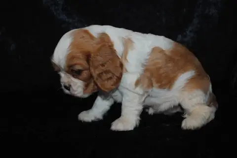 Cavalier King Charles Spaniel  Brioche De La Colline  1d55f photo 3