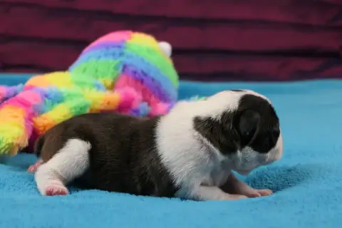 Boston Terrier  Chiot 4 Sweeties Doggies photo 2