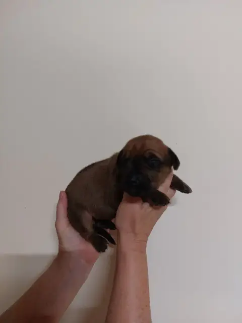 Rhodesian Ridgeback 
                        Collier  4f9f4