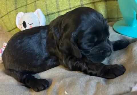 Cocker Spaniel Anglais  B................... Des Etan d3cd0