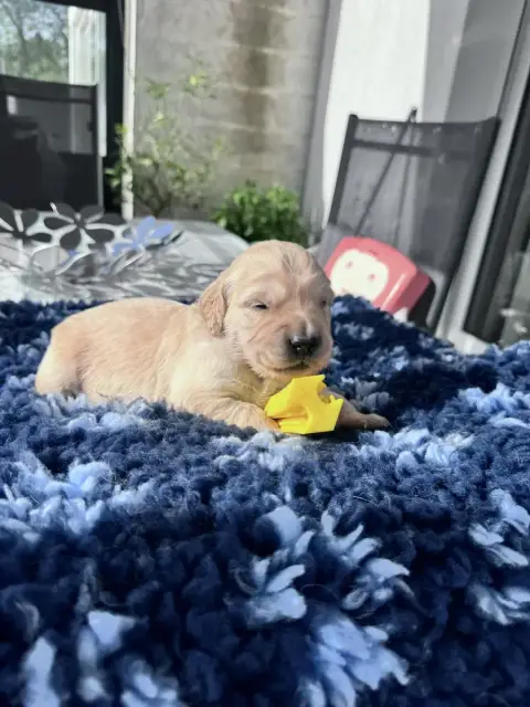 Golden Retriever  Gris De La Fontaine De Ricaud