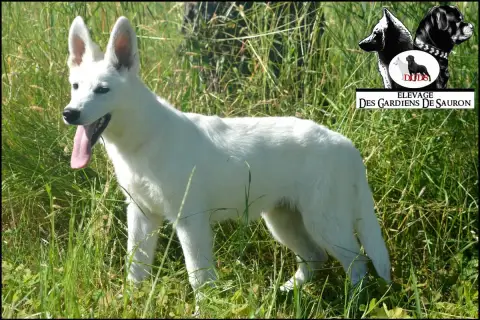 Berger Blanc Suisse  Ayko Des Gardiens De Sauron photo 3