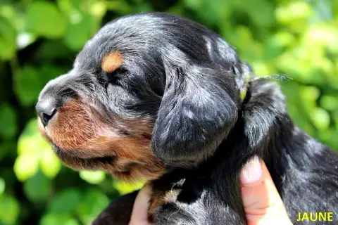 Teckel Poil Long  Chiot N°6 Of Moonlight Blue