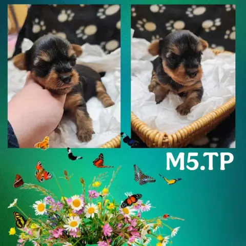 Yorkshire Terrier  Chiot 6 Des Pattes Impériales photo 3