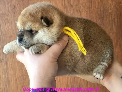 Shiba