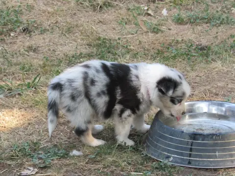 Berger Australien 
                        Chiot N°4  84381 photo 3