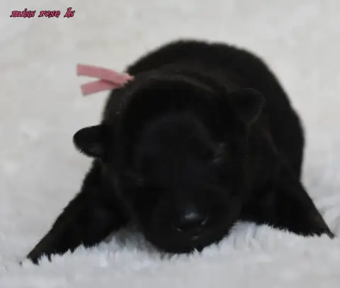 Eurasier  Chiot 2 Des Legendes De Retz