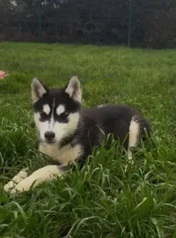 Siberian Husky  Alba Des Trois G
