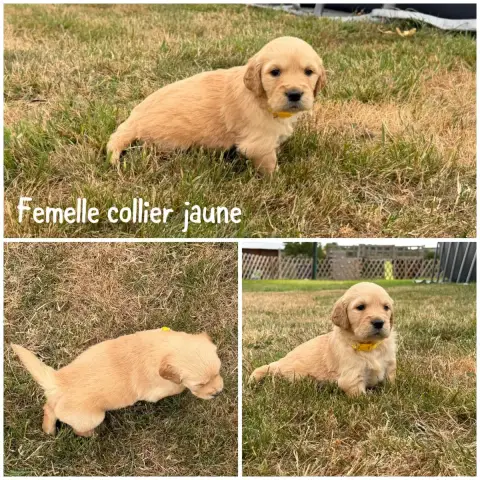 Golden Retriever 
                        Femelle Col 374ec