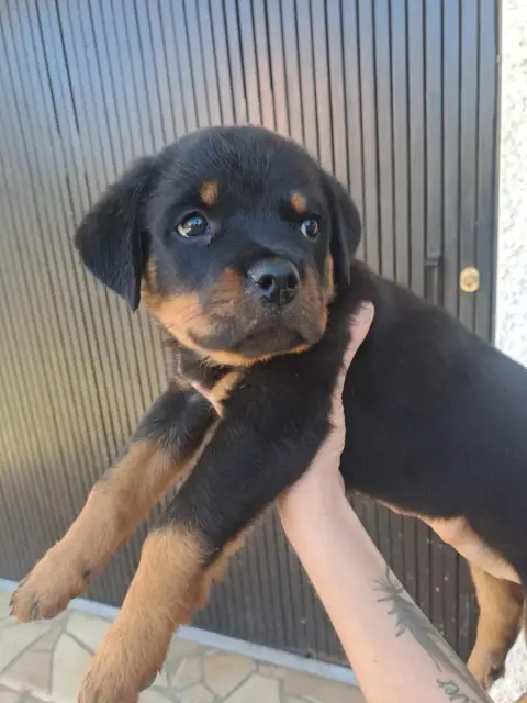 Rottweiler  Sans Collier Des Volcans De Feu