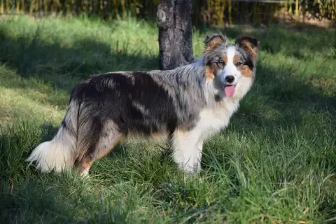 Border Collie  Bandit photo 3