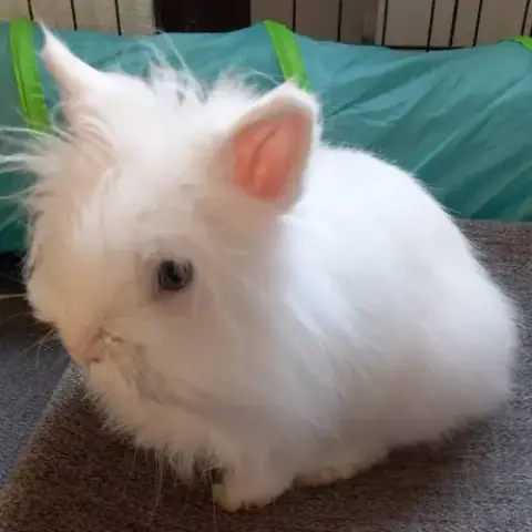 Lapin Youki