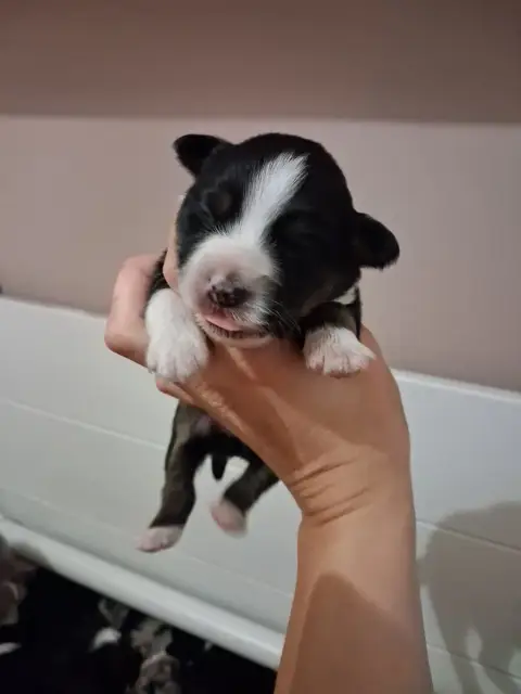 Berger Américain Miniature  Chiot 3 De La Sableyre