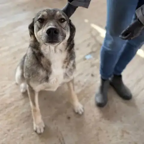 Johni, Très Doux, À L'Adoption
