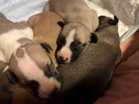Whippet  Babouchka Du Cèdre Enchanté photo 3