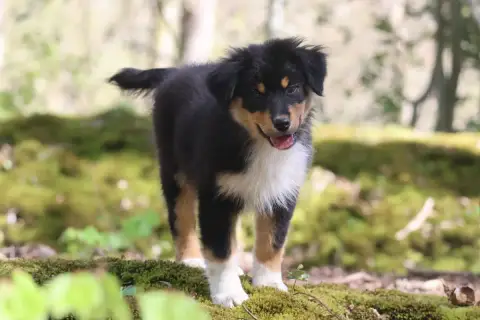 Berger Australien  Born For Lalouh'S Memory "Baccara" f6de9