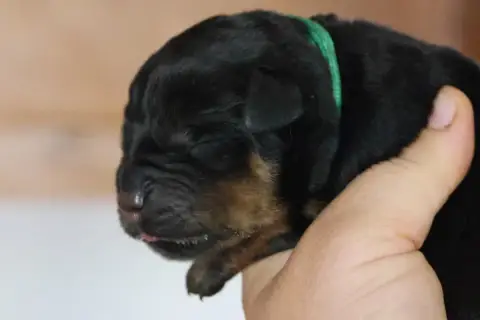Rottweiler  Buster House Of Warrior