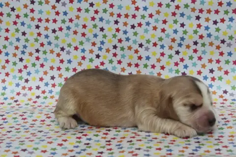 Cocker Spaniel Anglais  Male Zibeline Clair Of Canila df4af