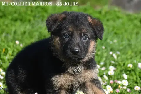 Berger Allemand  M1 - photo 2