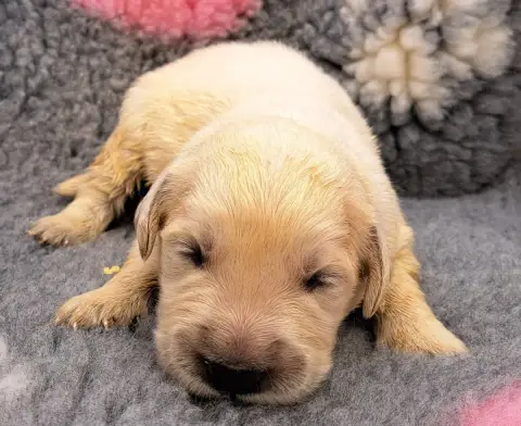 Golden Retriever  Basile photo 3
